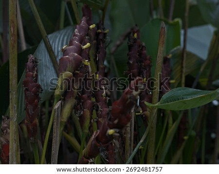 Close-up view of multiple dark red, cone-shaped inflorescences with small yellow details, growing amidst lush green tropical foliage in a dense garden or natural setting.