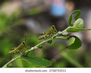 A close-up view of multiple small green grasshoppers with dark markings resting on the vibrant green leaves of a tropical plant