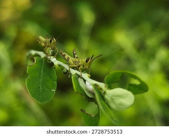 A close-up view of multiple small green grasshoppers with dark markings resting on the vibrant green leaves of a tropical plant