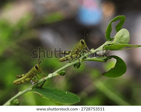 A close-up view of multiple small green grasshoppers with dark markings resting on the vibrant green leaves of a tropical plant