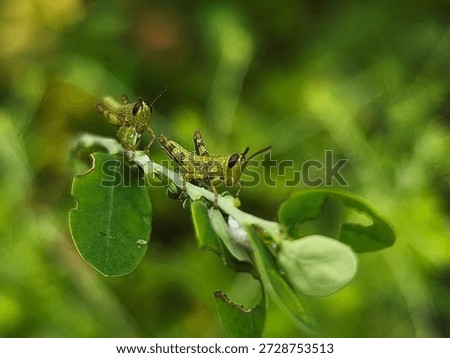 A close-up view of multiple small green grasshoppers with dark markings resting on the vibrant green leaves of a tropical plant