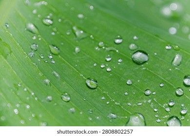 Close-up view of multiple sparkling rain droplets scattered across a vibrant green leaf surface.