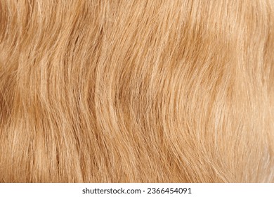 Close-up view of natural shiny hair, bunch of fair blonde curls background - Shutterstock ID 2366454091