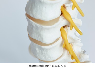 Close-up View Of Nerve Root Exiting From Intervertebral Foramen Of Lumbar Spine Model