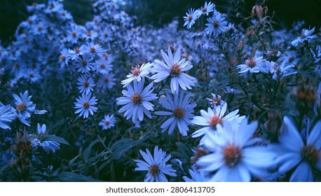 A close-up view of numerous small, delicate wildflowers with white petals and orange centers, bathed in a soft, ethereal blue light, creating a serene and natural scene.