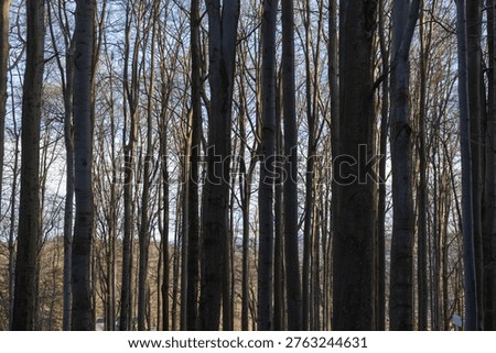 A close-up view of numerous tall, leafless deciduous tree trunks standing close together, forming a serene and peaceful forest scene during winter season