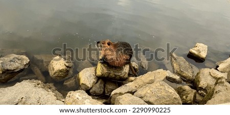 Close-up view of nutria by the river on a stone, Uherske Hradiste,  photo