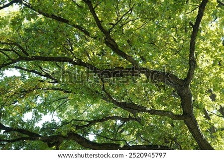 Close-up view of an oak tree in fall