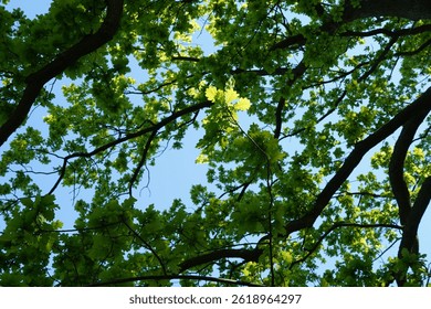 Close-up view of an oak tree in springtime