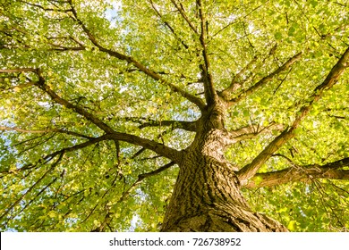 Close-up view of the old and big tree, from down to the treetop with green leaves. Blue sky is visible through the tree branches. - Shutterstock ID 726738952