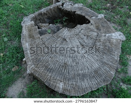 A close-up view of an old, decayed tree stump featuring detailed growth rings, deep cracks, and natural wood textures. The hollow center highlights the passage of time and natural decomposition processes. Grass and soil surround the stump, providing a simple natural background.