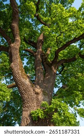 Close-up view of old oak tree trunk and thick branches with fresh green leaves, taken from below. Ancient Quercus robur in summer daylight, Slovakia.