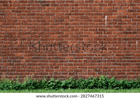 A close-up view of an old red brick wall, showing texture and detail, with a band of lush green grass along the base.