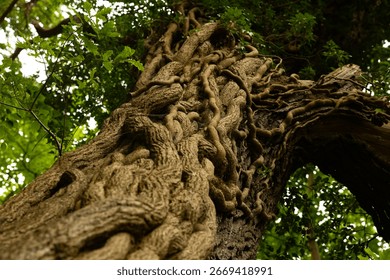 Close-up view of an old tree trunk covered with thick twisting vines and roots, captured from a low angle in a lush green forest.