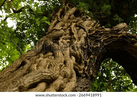 Close-up view of an old tree trunk covered with thick twisting vines and roots, captured from a low angle in a lush green forest.