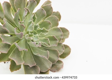 Closeup View On Beautiful Rosette Of An Echeveria Ruffles An Succulent Plant. It Also Know As 'blue Curls' With Soft Red Color Edge. Isolated On White Background.