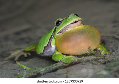closeup view on eye heigt of male european tree frog croaking loud with its big bubble sound sitting in shallow water of a pond calling for female frog to mate