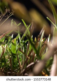 Closeup view on the grass