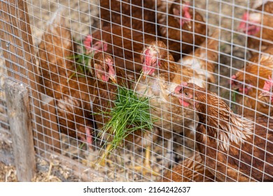 Closeup view on a group of ISA brown hens seen through chicken mesh in a coop. Fresh green blades of grass stick through enclosure at feed time. - Shutterstock ID 2164242637