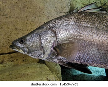 A closeup view on the Nile perch (Lates niloticus) 