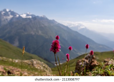 A closeup view on an orchid (Gymnadenia rhellicani) with an amazing view on the mountain ridges near Mestia in the Greater Caucasus Mountain Range,Upper Svaneti,Country of Georgia.Alpine pasture