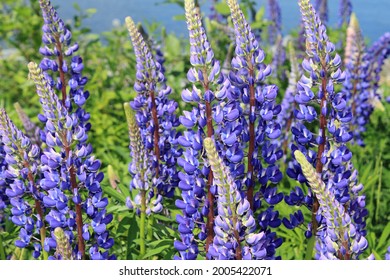The closeup view on the violet lupins blooming during summer - Shutterstock ID 2005422071