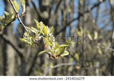 The closeup view on the young buds of the bird cherry trees starting to bloom in the early spring in the city park