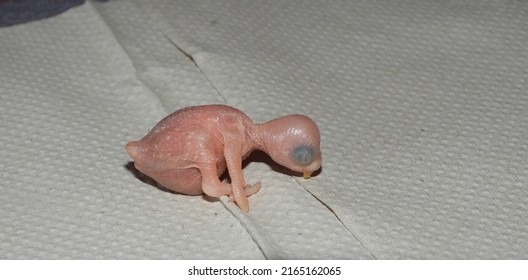 Closeup View Of One Day Old Newborn Baby Budgie. Very Cute. 