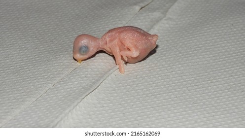 Closeup View Of One Day Old Newborn Baby Budgie. Very Cute. 