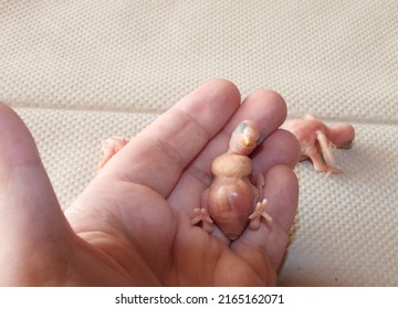 Closeup View Of One Day Old Newborn Baby Budgie. Very Cute. 