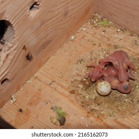 Closeup View Of One Day Old Newborn Baby Budgie. Very Cute. 