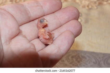 Closeup View Of One Day Old Newborn Baby Budgie. Very Cute. 