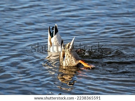 Closeup view of a pair of mallard ducks feeding upsidedown with tail features in the air