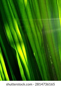 Close-up view of a palm leaf displaying a vibrant pattern of linear ridges. 