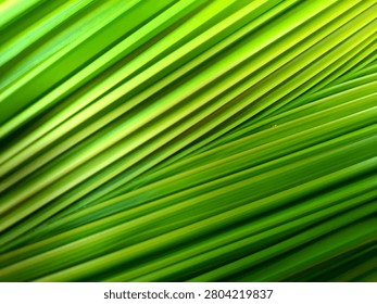 Close-up view of a palm leaf showcasing its vibrant green linear patterns. The leaf's narrow, elongated segments create a dynamic, diagonal composition across the image. 