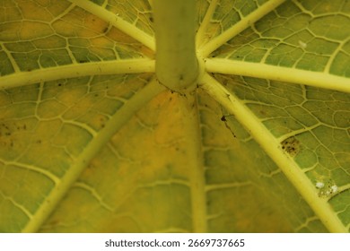 Close-up view of papaya leaf from below showing detailed veins. Ideal for botanical texture, eco background, and tropical plant concept.