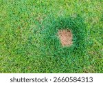 A close-up view of a patch of grass with a distinct brown spot in the center, showcasing vibrant green blades surrounding the dry area. Ideal for nature and landscaping contexts.