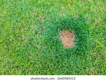 A close-up view of a patch of grass with a distinct brown spot in the center, showcasing vibrant green blades surrounding the dry area. Ideal for nature and landscaping contexts.