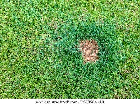 A close-up view of a patch of grass with a distinct brown spot in the center, showcasing vibrant green blades surrounding the dry area. Ideal for nature and landscaping contexts.