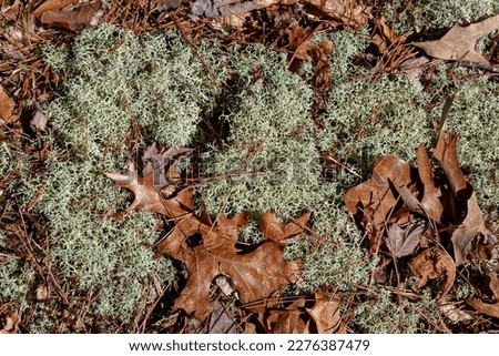 A closeup view of a patch of reindeer lichen that is on the forest floor surrounded by fallen leaves top view looking down on a sunny day