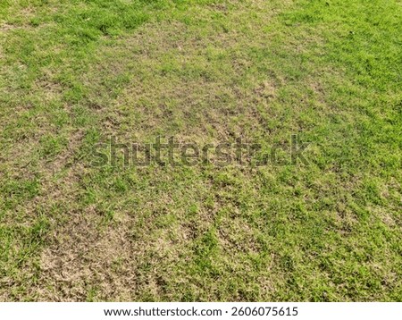 Close-up view of a patchy grass field showing healthy green spots alongside dry, brown patches, symbolizing the need for lawn care and maintenance.