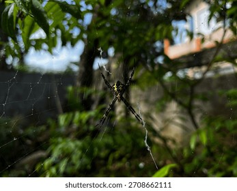 A close-up view of a patterned garden spider resting on its web amid lush green foliage. The soft background blur highlights the spider’s vivid colors and the delicate structure of its silk threads.