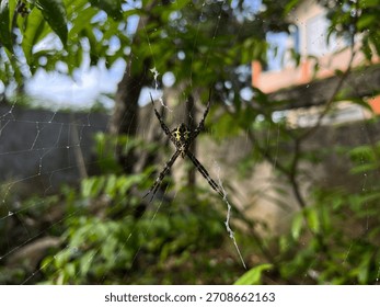 A close-up view of a patterned garden spider resting on its web amid lush green foliage. The soft background blur highlights the spider’s vivid colors and the delicate structure of its silk threads.