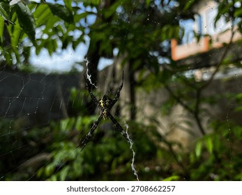 A close-up view of a patterned garden spider resting on its web amid lush green foliage. The soft background blur highlights the spider’s vivid colors and the delicate structure of its silk threads.