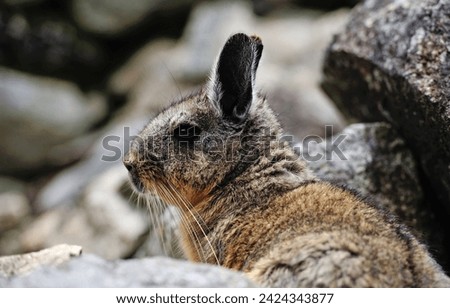 close-up view at peruanian viscacha