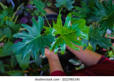 Close-up view of Philodendron selloum plant on hand in the backyard. Tropical houseplant stock images. houseplant for home decor.