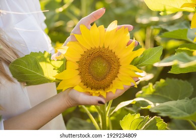 Closeup view photography of bright yellow sunflower in female hands. Woman enjoying amazing beautiful bloossom in countryside field in farmland. July