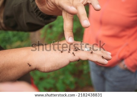 Closeup view photography of many big forest ants running on skin of anonymous person