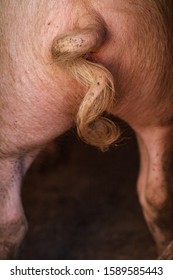 Close-up view of a pig with a spiral pork tail close-up