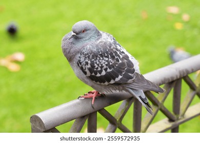 Close-up view of pigeon perched on a metal fence with vibrant green grass in the background - Powered by Shutterstock